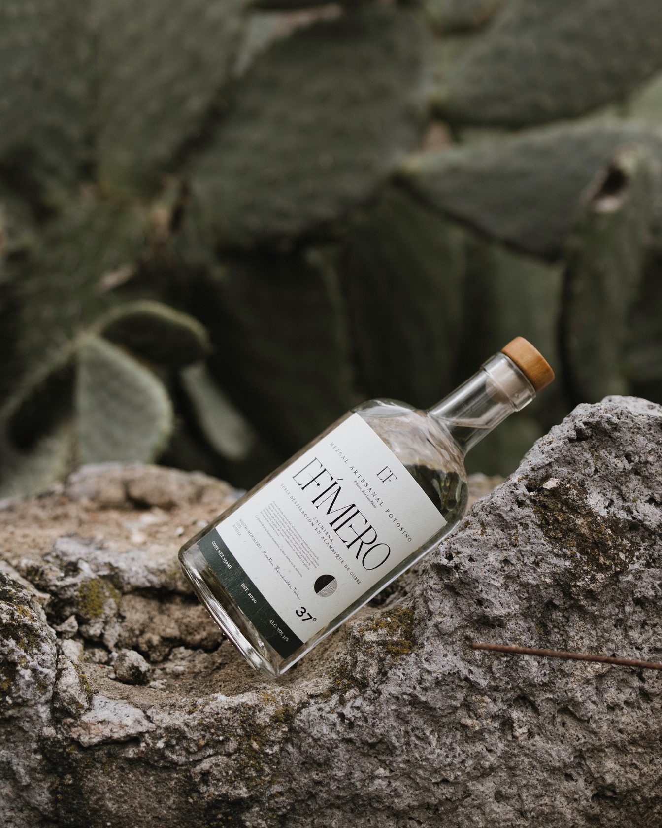 EFÍMERO sobre roca con nopal
